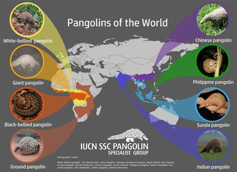 donde vive el pangolin